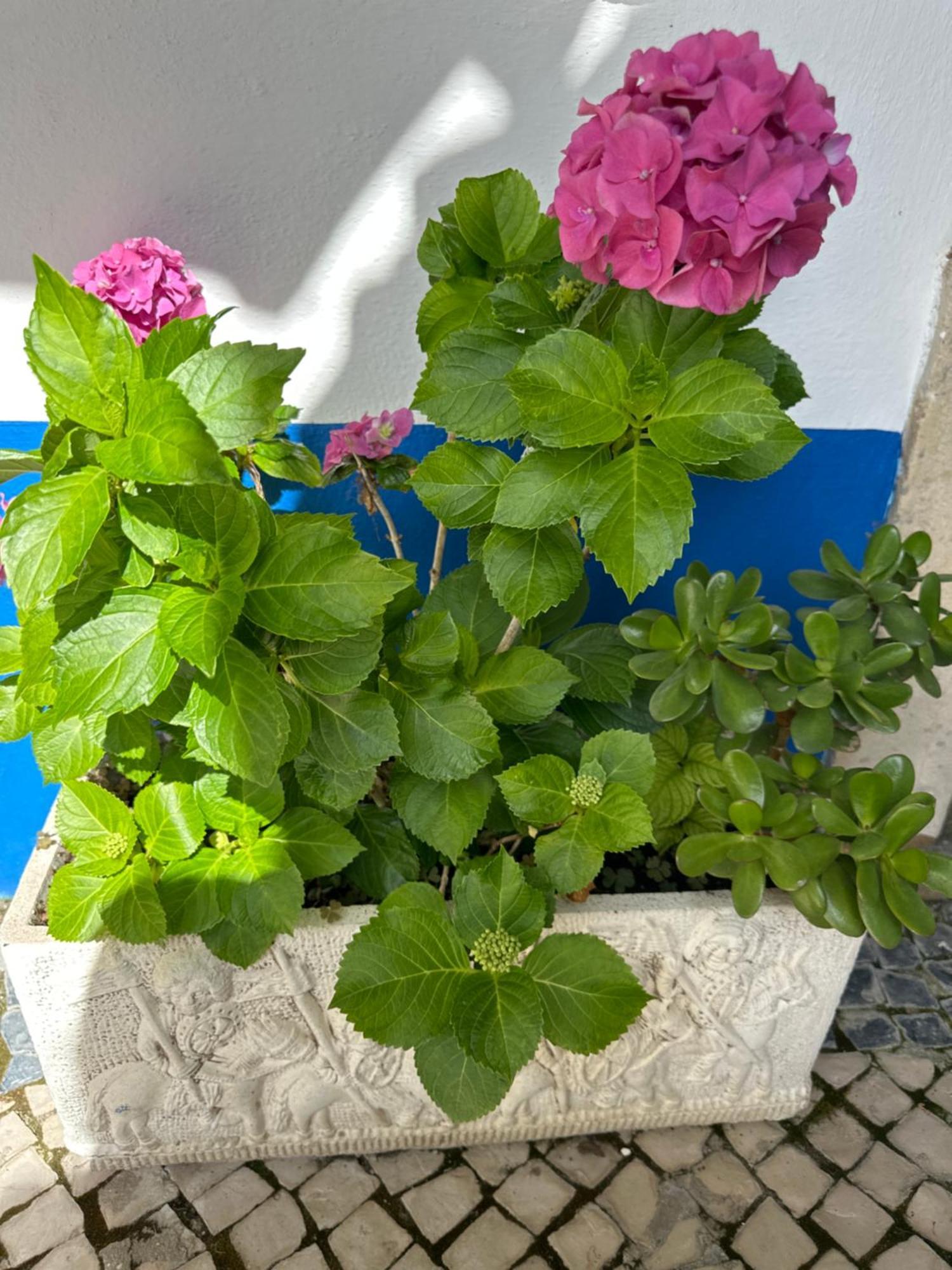 Casa Do Poco Bed & Breakfast Óbidos Dış mekan fotoğraf